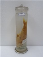 藏品(鯉)的圖片